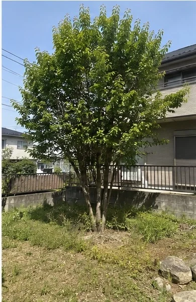 通常伐採 作業前