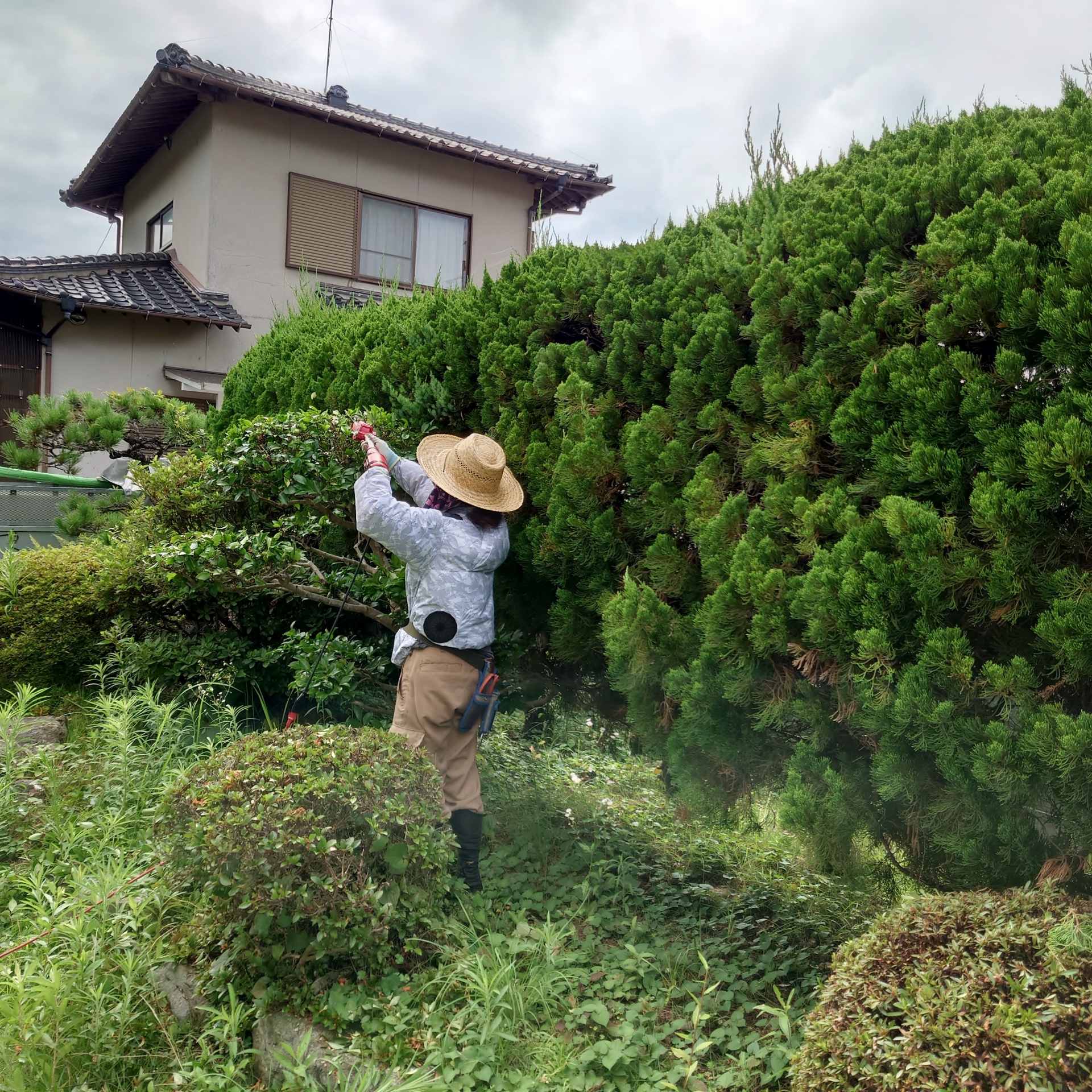 剪定サービス