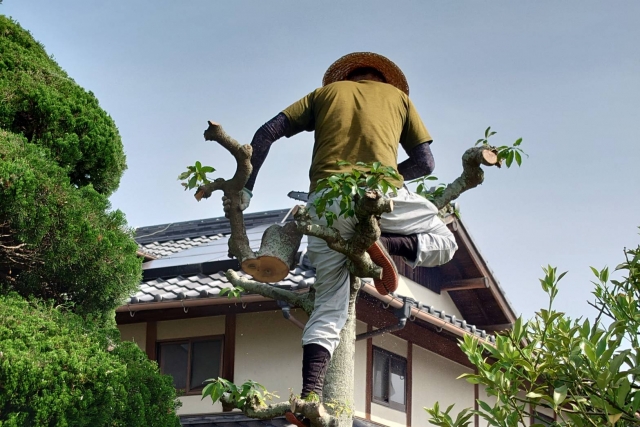 住宅密集地での高木伐採